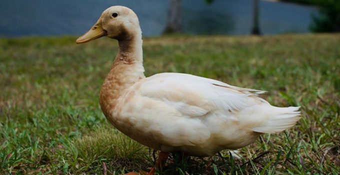 comparing peking duck cooking