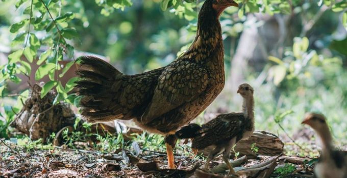 cornish hen rotisserie trussing guide