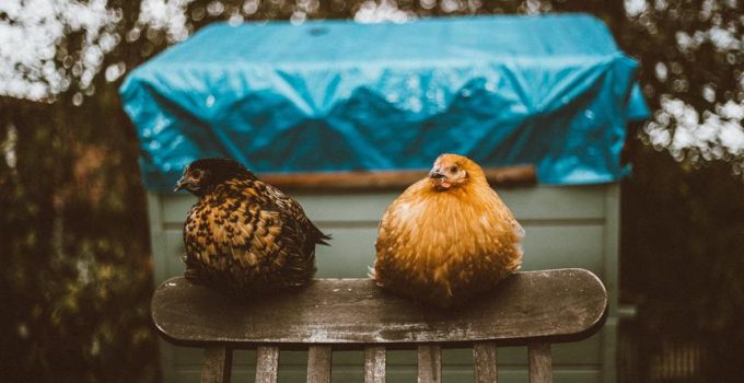 expired laying hens disguised