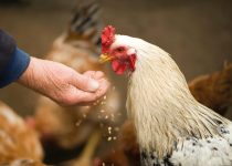 feeding a crowd with rotisserie chicken