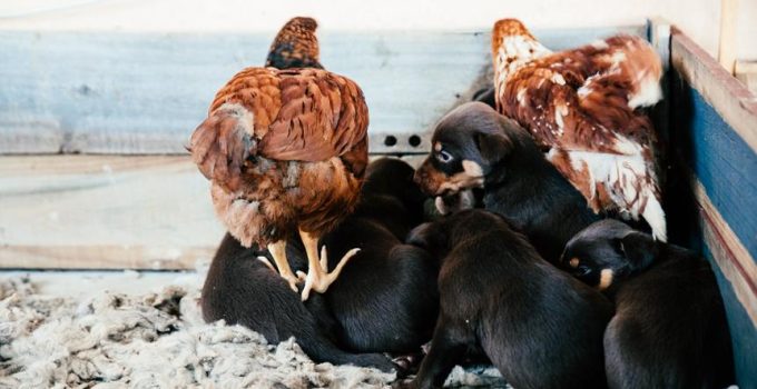 feeding rotisserie chicken to puppy