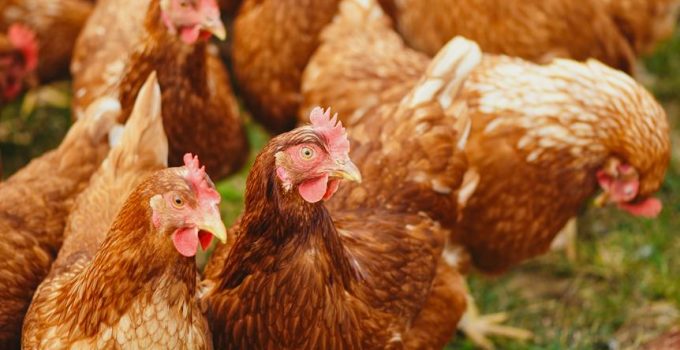origin of costco chickens