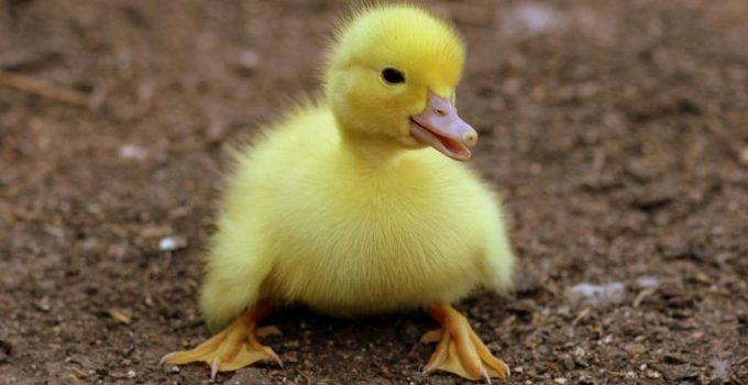 rotisserie duck recipe guide