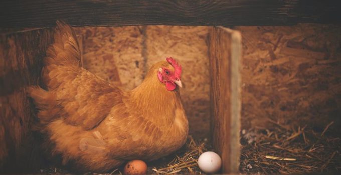 wood for peruvian chicken