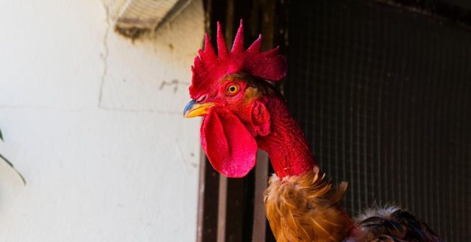 buying whole roasted chickens