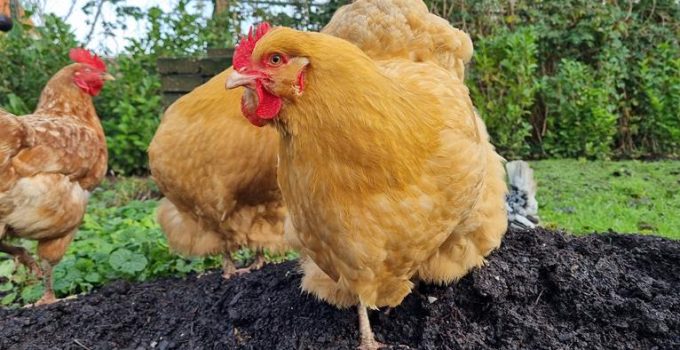 high cost of rotisserie chickens