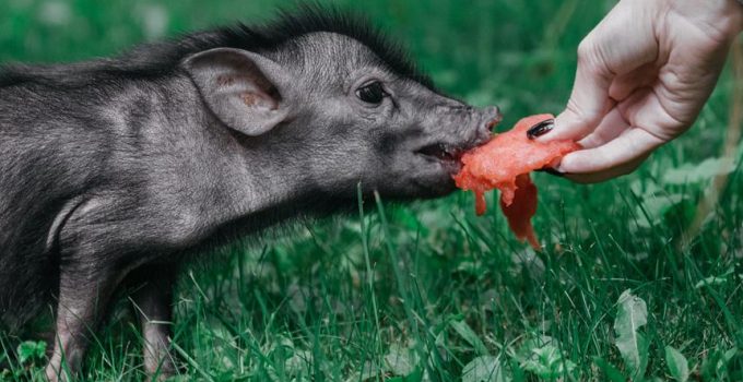 pig hair removal technique