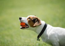 rotisserie chicken in dog toy