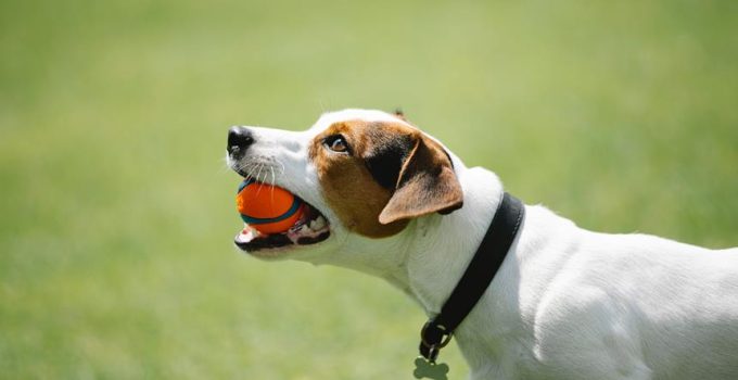 rotisserie chicken in dog toy