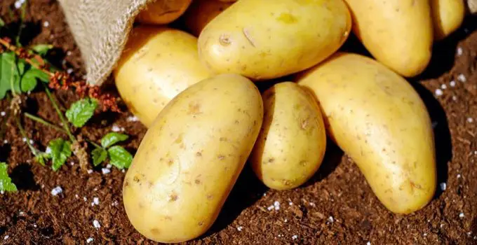 rotisserie potatoes a delicious explanation