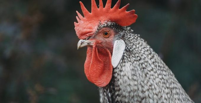 weight of boar s head rotisserie chicken