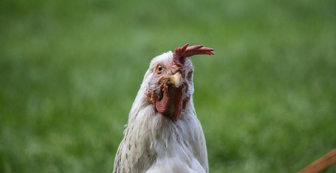 white goop in chicken