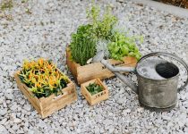 outdoor backyard stepping stones
