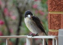 outdoor patio stenciling guide