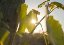 outdoor solar lights malfunctioning