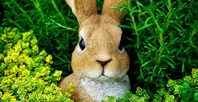 rabbit resistant annual plants