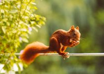 squirrel proof outdoor lighting solutions