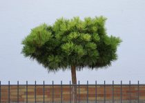 artificial rosemary topiary decor