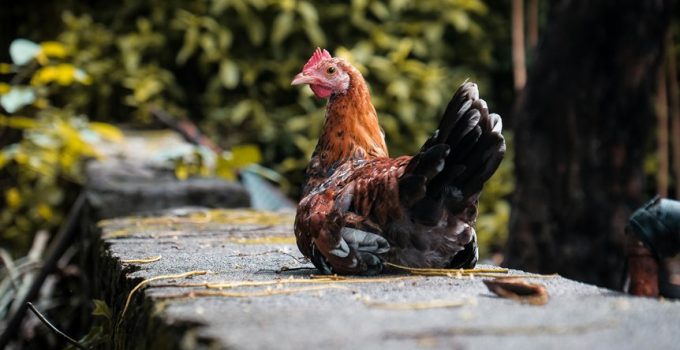 backyard stone climbing wall