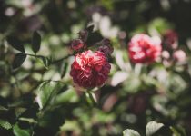 backyard stone focal points