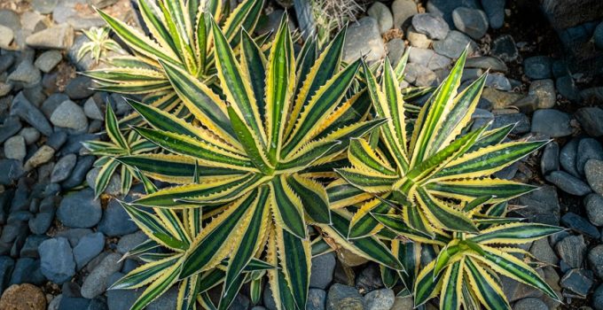 building a backyard stone edge
