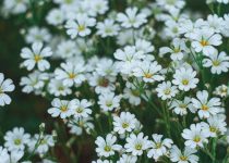 illuminate garden border edges
