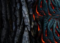 illuminating natural garden textures