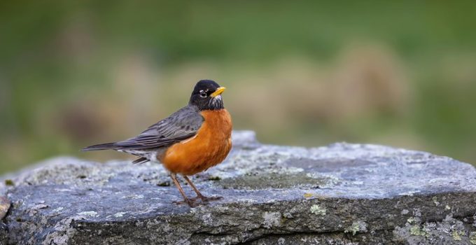 maintain natural stone color