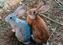 rabbits and sage consumption