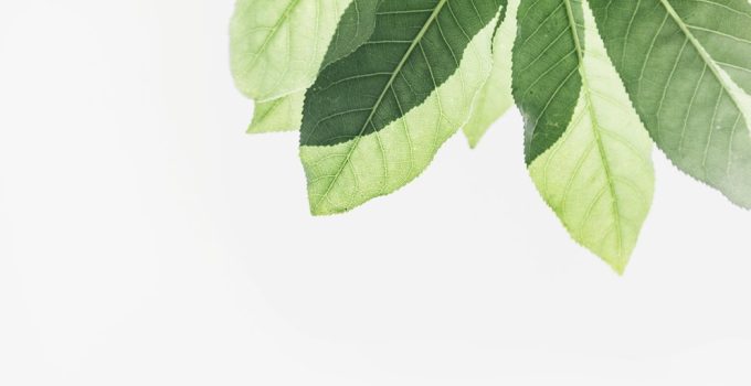 algae prevention for hot tubs