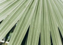 average lanai structure lifespan