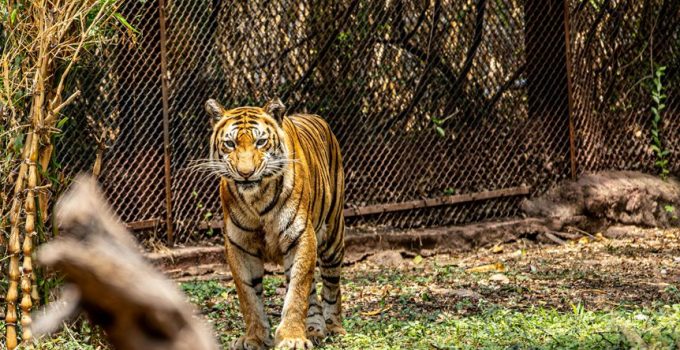 bamboo outdoor shower construction
