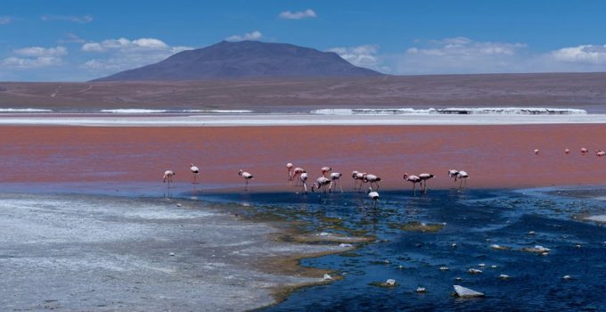 bird prevention for lanai