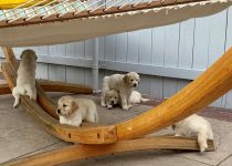 dog hammock safety concerns