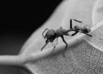 effective bug control methods
