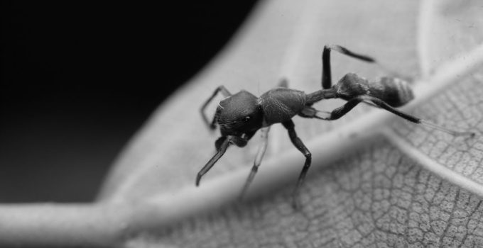 effective bug control methods