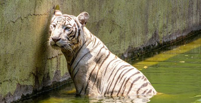 enhanced pool safety and enjoyment