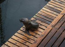 frequency of deck sealing
