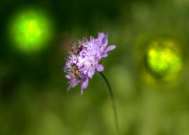 hammocks and backyard pests