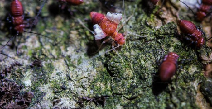 insects and termites concerns