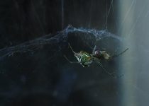 keep bugs away outdoors