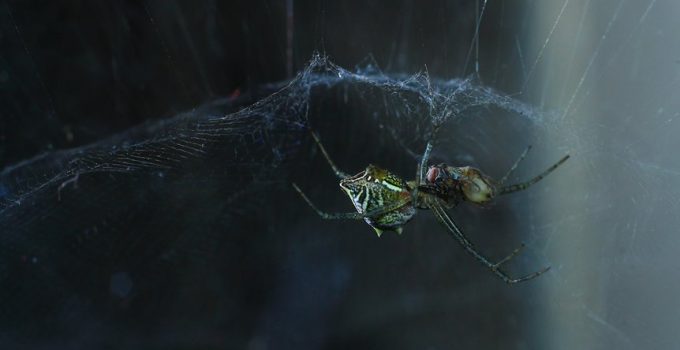 keep bugs away outdoors