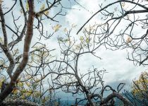 key considerations for canopies