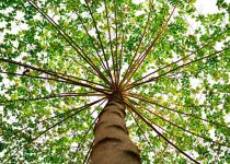 patio canopy longevity strategies