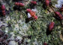pest resistance in rustic decks