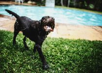 pet friendly pool design