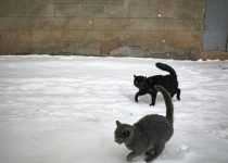 pet safety with retractable walls