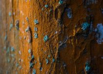 prevent mold on lanai