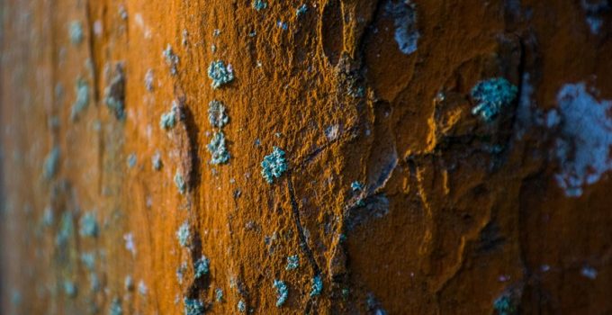 prevent mold on lanai