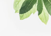 preventing pool algae growth